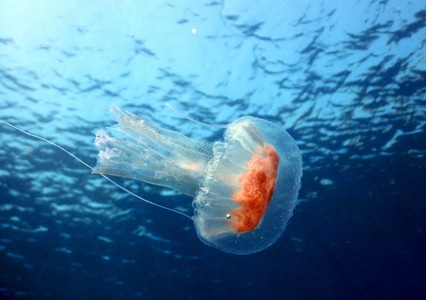 Jellyfish.jpg